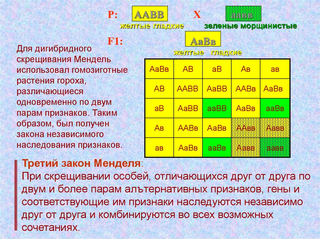 Закономерности дигибридного скрещивания. Дигибридное скрещивание AABB AABB. 1 1 Мендель дигибридное скрещивание. Таблица дигибридного скрещивания. Закон дигибридного скрещивания.
