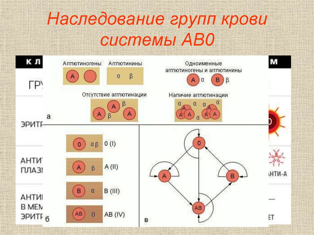 Проект на тему кровь пищевые предпочтения в зависимости от группы крови