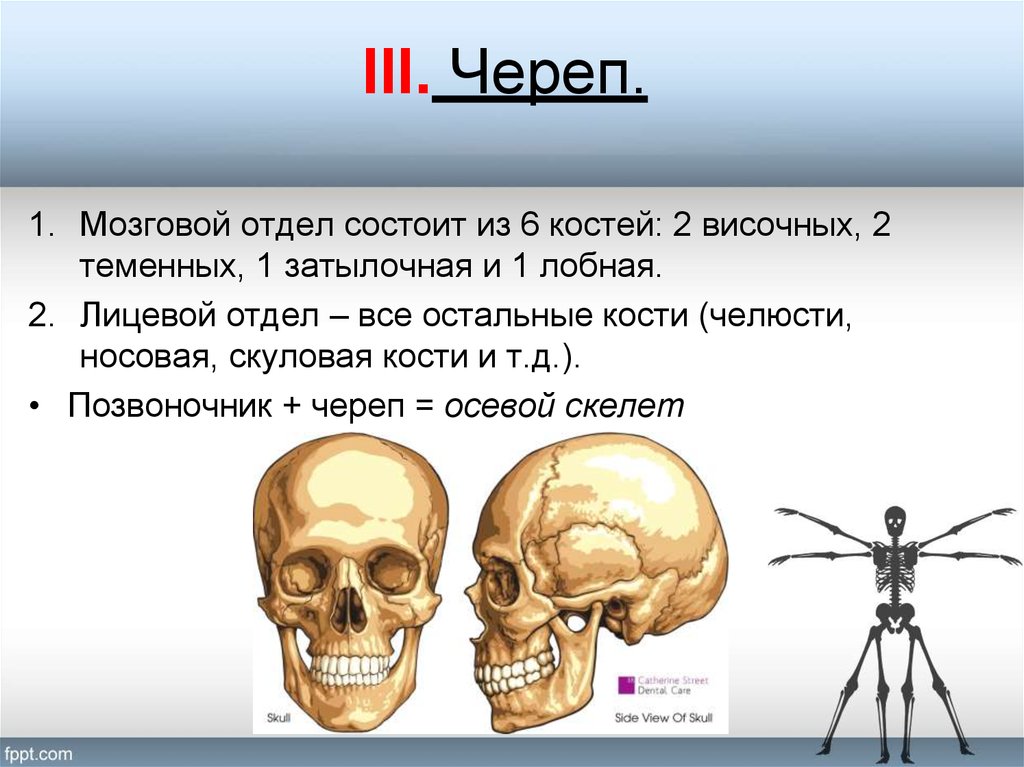 Скуловая и теменные кости. Мозговой отдел черепа. Мозговой череп состоит из. Кости мозгового отдела черепа. Мозговой отдел черепа состоит из костей.