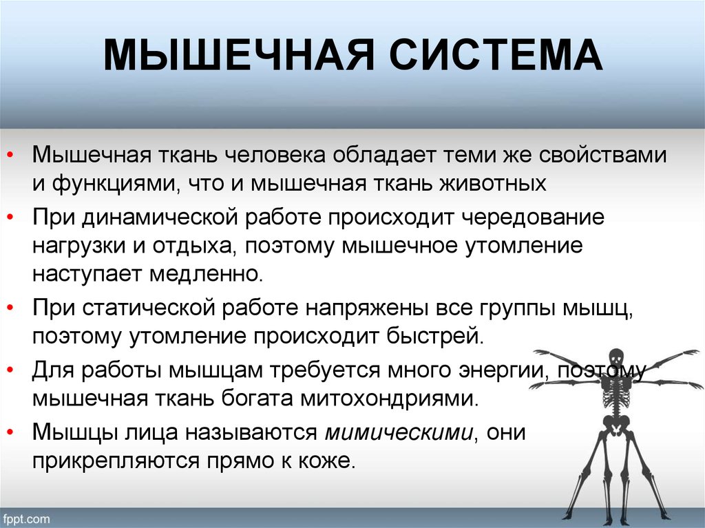 Укажите функции мышечной системы. Опорно-двигательная система человека. Строение и функции опорно-двигательной системы. Опорно двигательная система мышцы. Человек в системе.