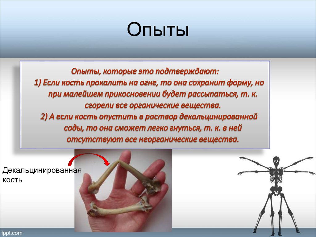 Эксперимент костями. Опорно двигательная система интересные факты. Прокаленная кость. Интересные факты о опорно двигательной системе человека. Строение прокаленной кости.