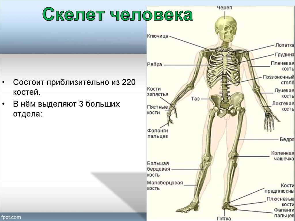 Скелет с названиями костей на русском языке. Кости скелета человека опорно двигательная система. Анатомия опорно двигательная система скелет. Строение скелета опорно двигательная система. Опорно двигательная система твердый наружный скелет.