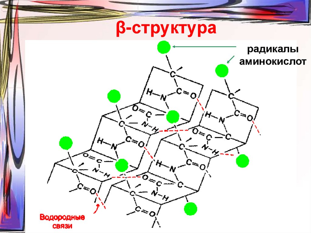 Радикальные связи. Структура биохимии. Β-структура. Параллельная и антипараллельная бета структуры. Водородные связи аминокислот.