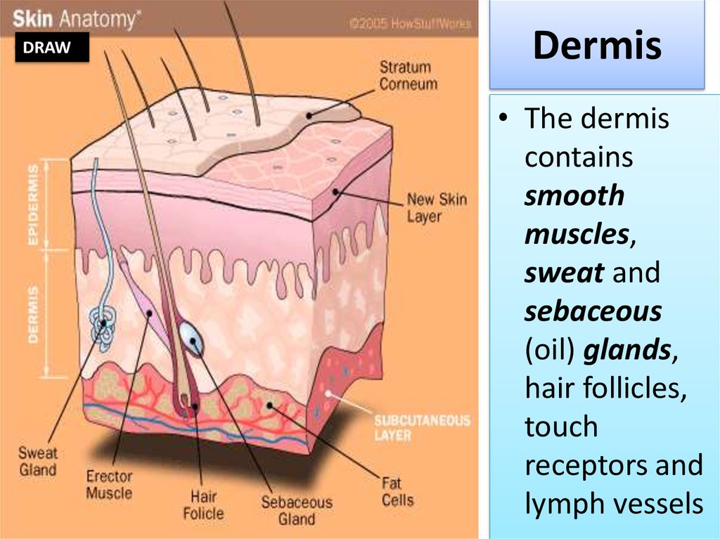 Human integumentary system (SKIN) - online presentation