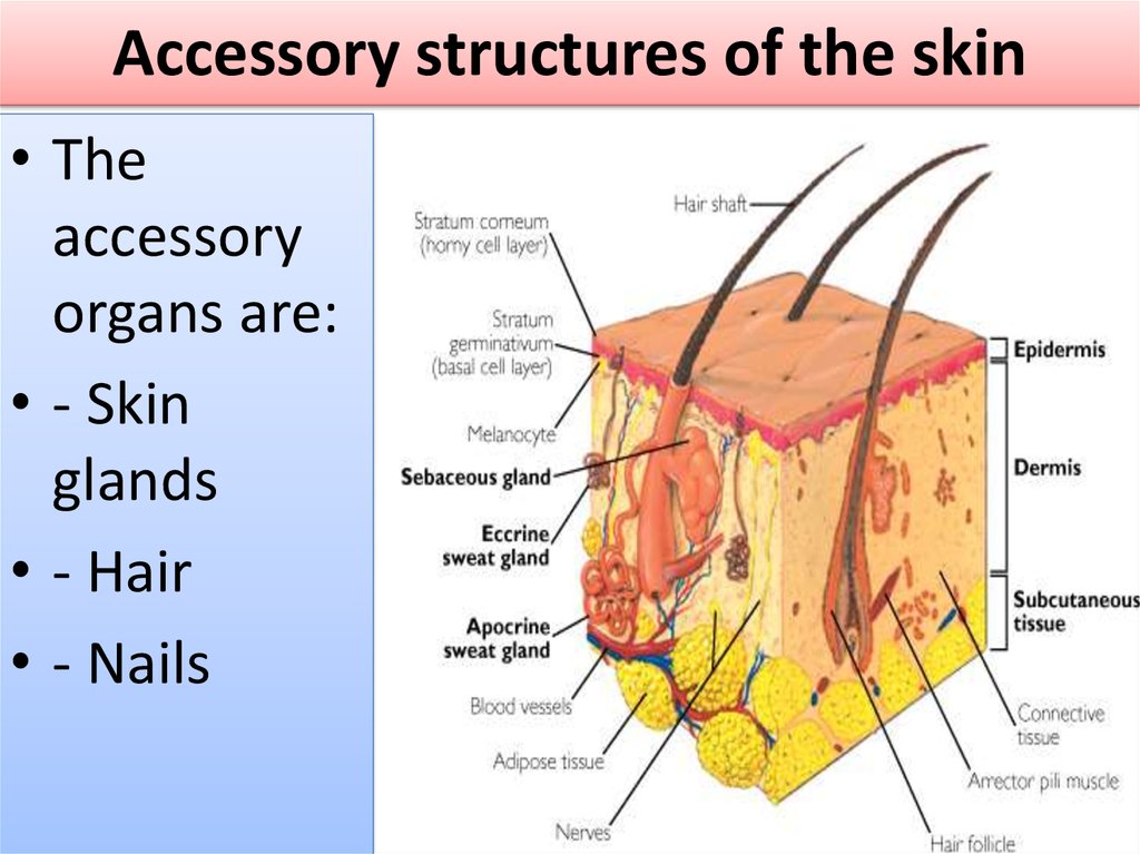 human-integumentary-system-skin-online-presentation