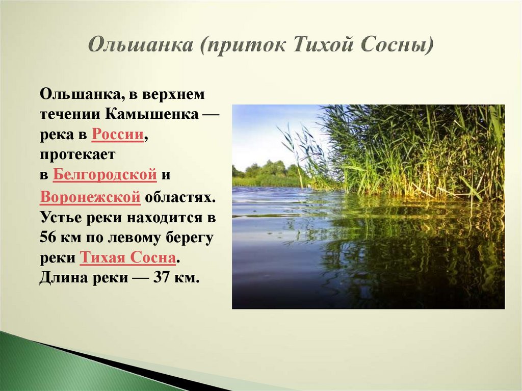 Притоки реки Тихая сосна Белгородской области. Течение реки Тихая сосна.