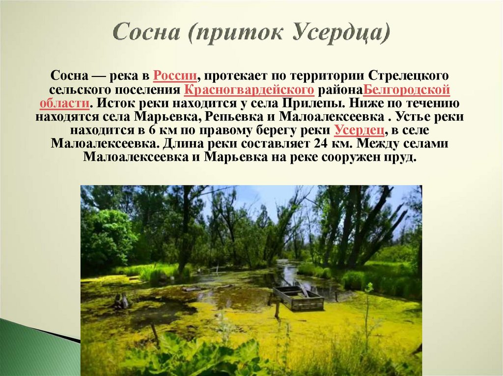 Исток реки Тихая сосна Белгородской области. Растения и животные реки сосна. Крупные притоки реки Тихая сосна.