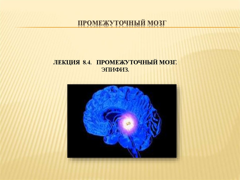 Нарушение эпифиза. Эпифиз. Промежуточный мозг эпифиз. Лекция промежуточный мозг. Тороид эпифиз.