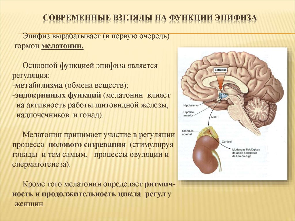 Гормоны вырабатываемые мозгом. Строение мозга эпифиз. Расположение, строение, функции гормонов эпифиз. Гормоны гипофиза шишковидной железы. Функции желез эпифиз.