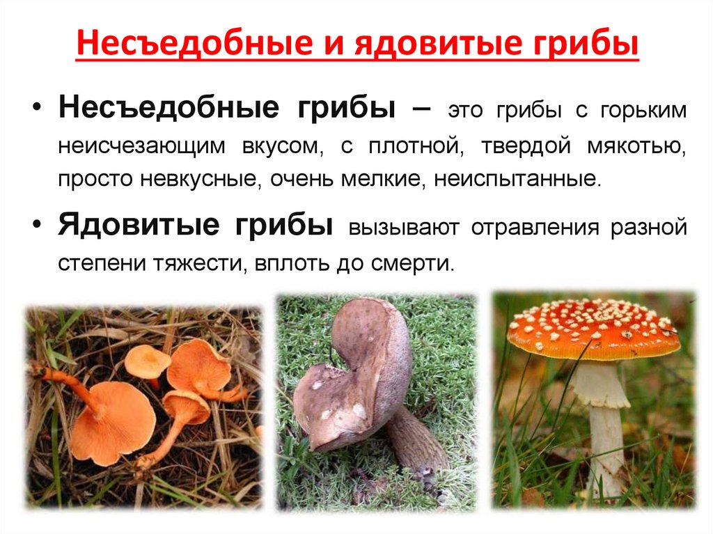 Несъедобный как пишется. Условно съедобные грибы несъедобные грибы. Съедобные и несъедобные грибы описание. Несъедобные (ядовитые) Ри бы. Ядовитые грибы описание.