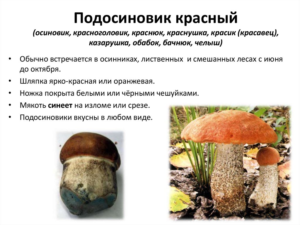 Срок жизни грибов. Подосиновик красноголовик. Ложный подосиновик гриб. Подосиновики ложный подосиновик. Подосиновик красный (Leccinum aurantiacum).