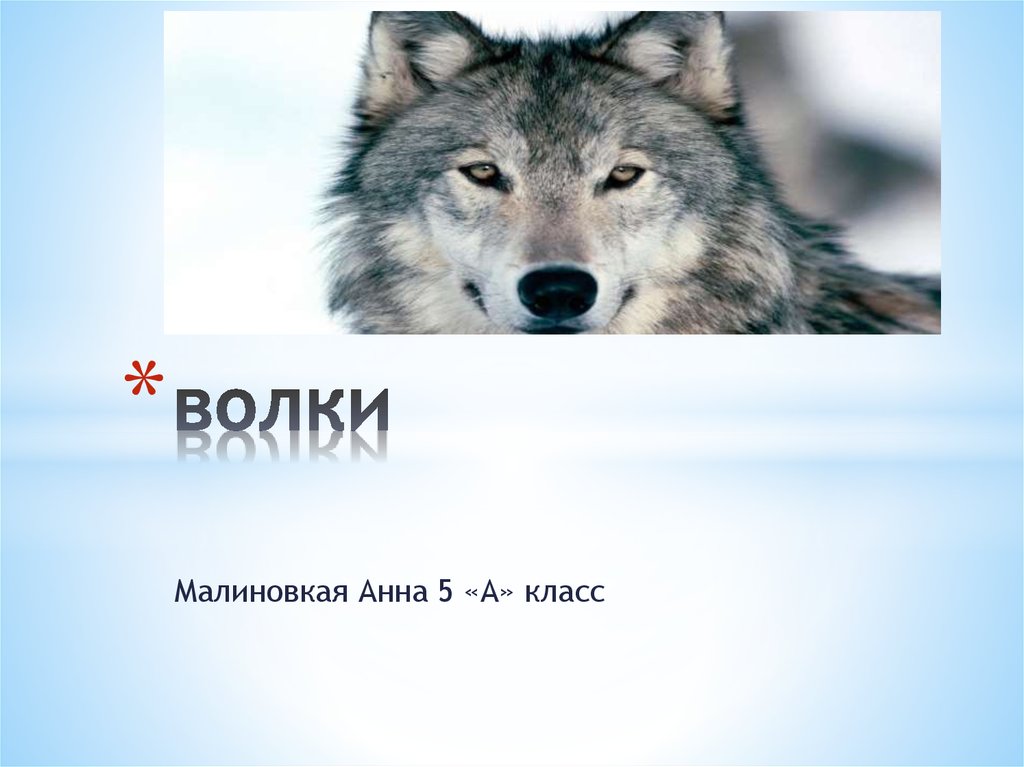 Волк презентация. Спасибо за внимание волк. Спасибо за внимание для презентации волк. Презентация про волка 5 класс. Волк спасибо картинка.