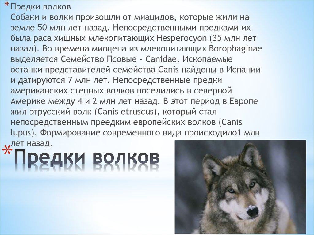 Предки собак. Предки Волков. Предок волка. Предки Волков и собак. Волк предок собаки.