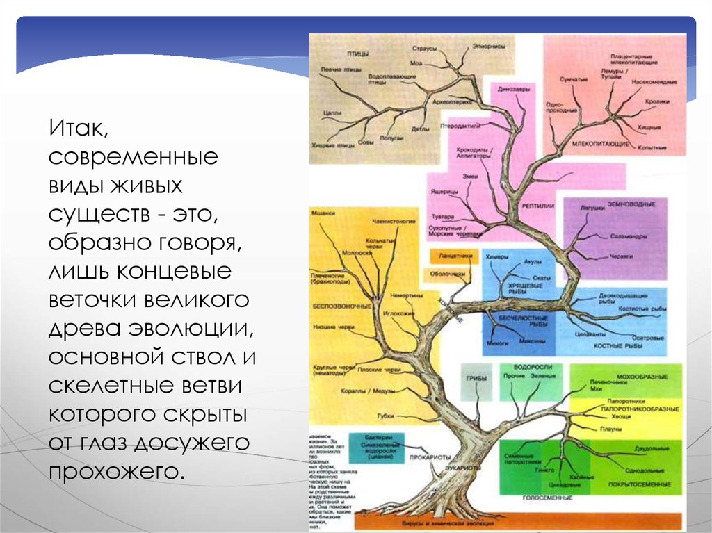 Виды живых существ. Эволюционное Древо живых организмов. Эволюционное Древо развития жизни на земле. Эволюционное дерево живого мира. Эволюционное Древо растений и животных.