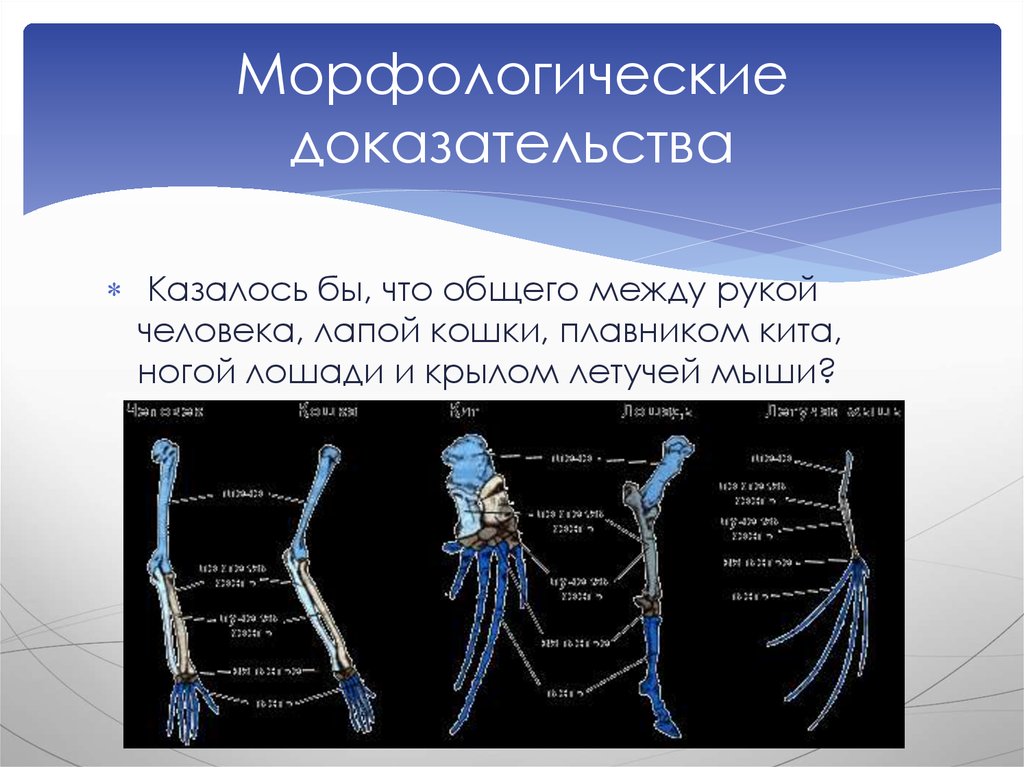 Морфологические доказательства. Морфологические доказательства эволюции человека. Морфологические доказательства эволюции примеры. Морфологические доказательства примеры.