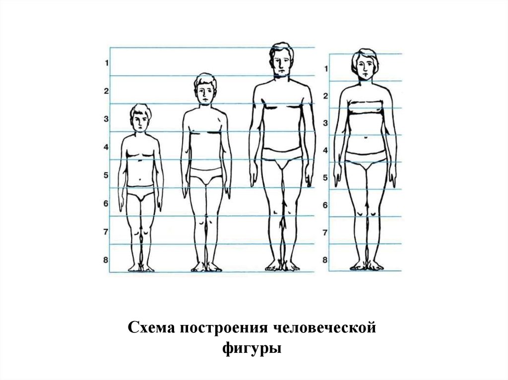8 частей человека. Изображение фигуры человека. Пропорции человека. Пропорции фигуры человека. Пропорции человека схема.