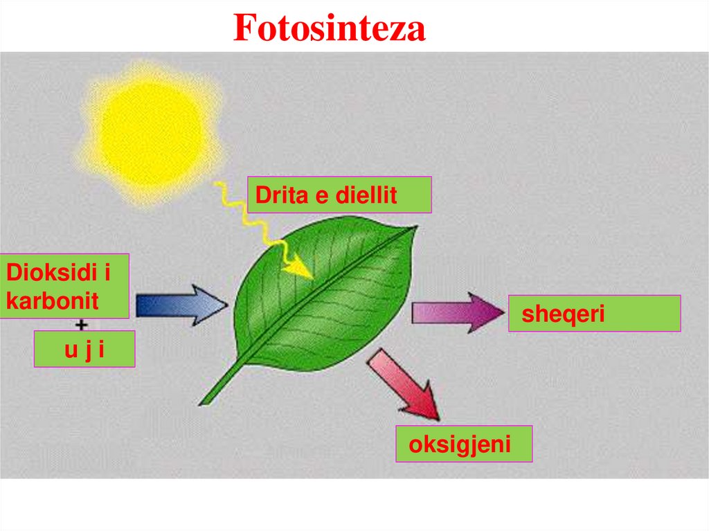 Влияние какого условия на процесс фотосинтеза
