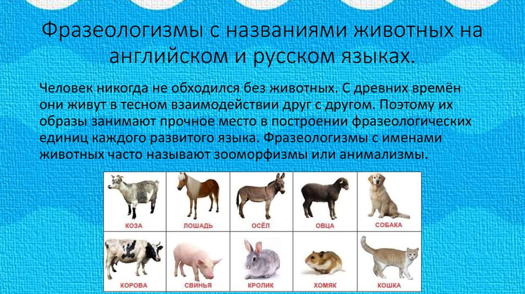 Люди животные названия. Фразеологизмы с животными в русском языке. Фразеологизмы про животных. Фразеологизм с названием животного. Фразеологизмы с названием зверей.