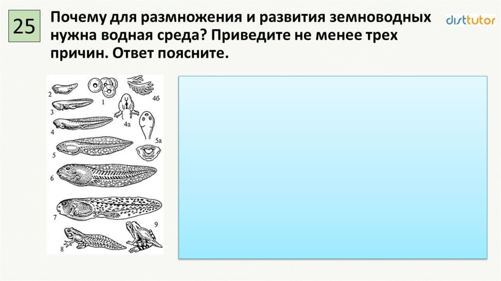 Какими буквами обозначены изображения гладкой мышечной ткани впр по биологии