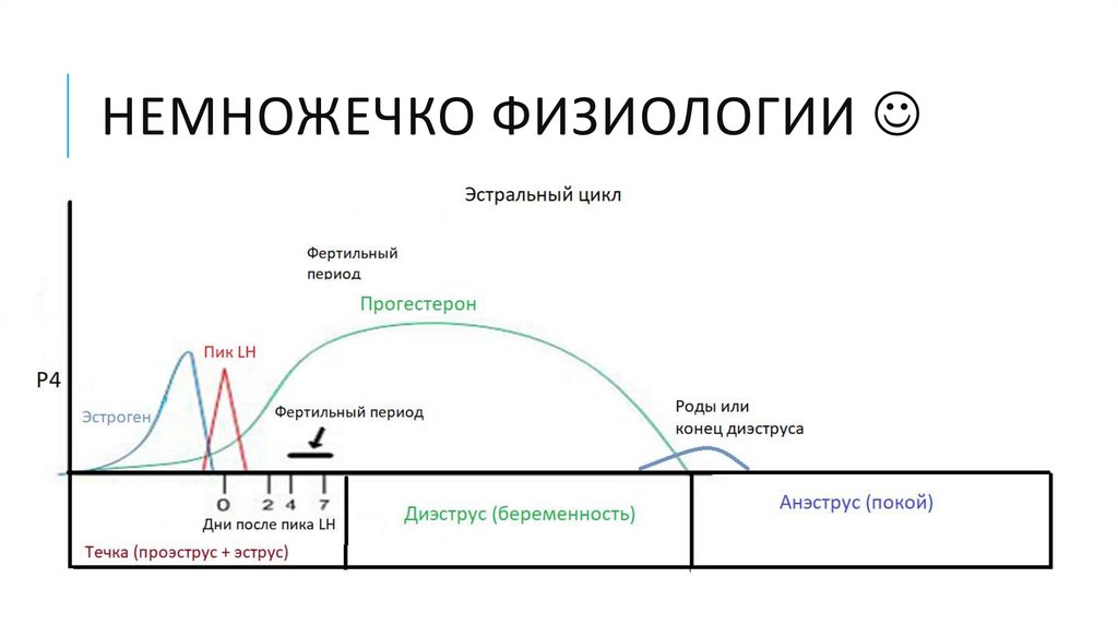 Стадии полового цикла. Эстральный цикл. Половой цикл коровы. Эстральный цикл коровы. Фазы полового цикла собак.