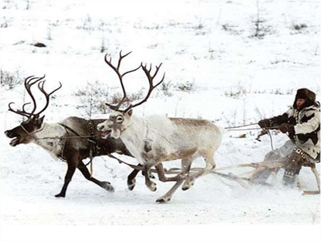 Какие животные есть в якутии. Якутские олени. Дикие олени в Якутии. Охота на диких оленей Иенгра. Село Омолон оленеводство.