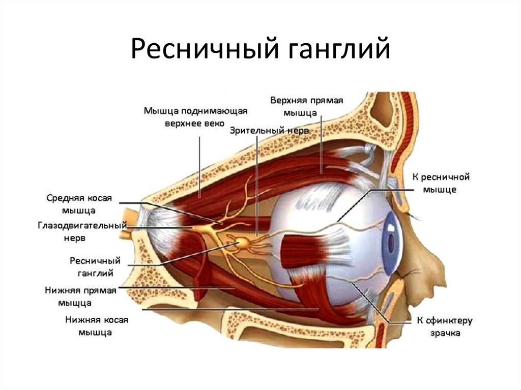 Ресничная мышца глаза функции. Глазодвигательный нерв анатомия. Ресничный узел глазодвигательного нерва. Зрительный нерв нерв анатомия. Глазодвигательный нерв анатомия препарат.