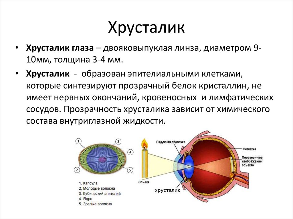 Какую форму имеет хрусталик. Хрусталик глаза строение и функции. Строение хрусталика глаза анатомия. Строение глазного хрусталика. Хрусталик строение анатомия.