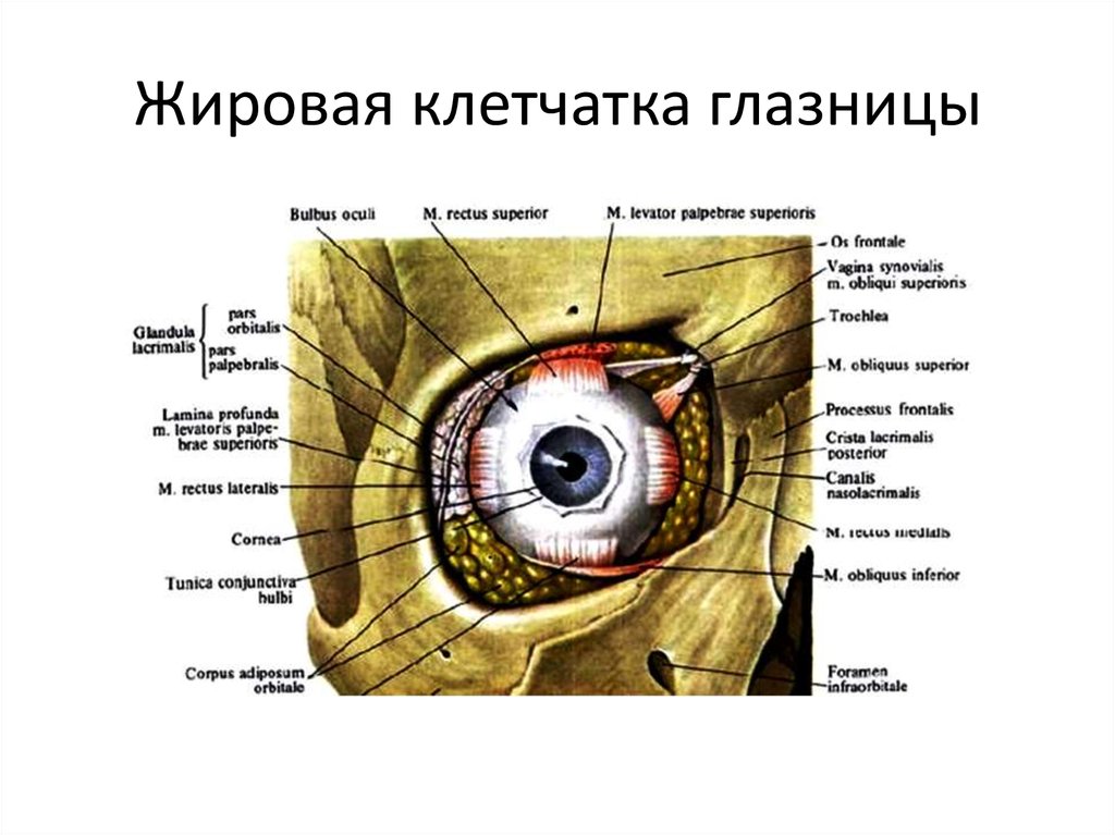 Жировая клетчатка глазницы