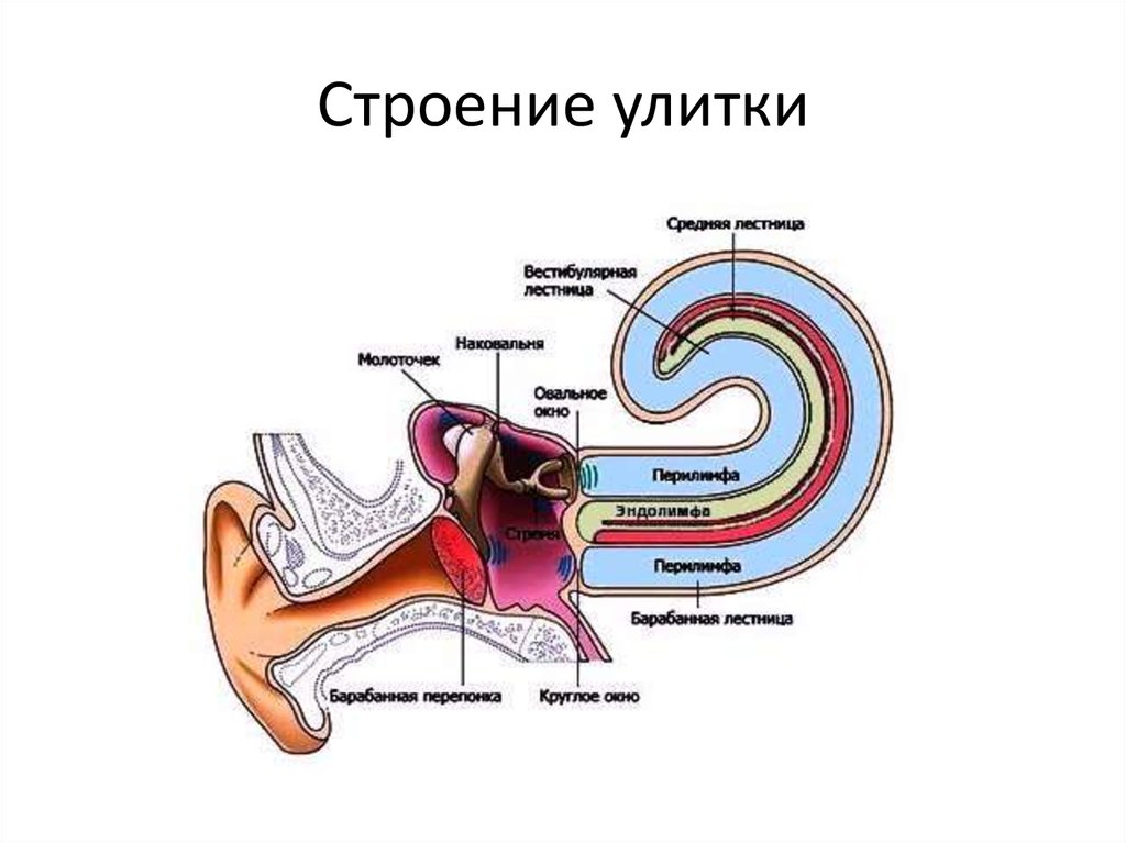 Внутреннее ухо особенности. Строение улитки внутреннего уха. Строение улитки внутреннего уха анатомия. Строение улитки уха человека. Строение улитки уха.