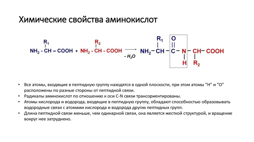 Пептидная группа атомов. 10. Химические свойства аминокислот. Химические свойства аминокислот кислотно-основные свойства. Химические свойства аминокислот кислотные. Химические свойства Аминов и аминокислот.