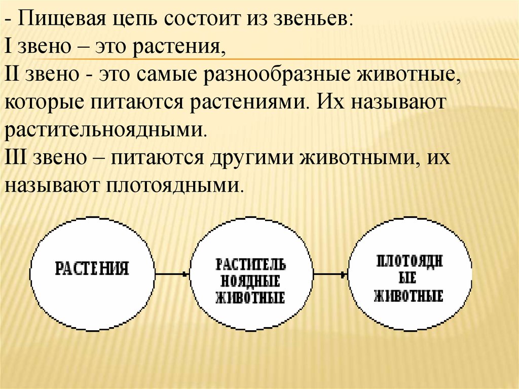 Цепь состоит из 3. Цепь состоит. Пищевая цепь состоит из. Звено. Пищевое звено.