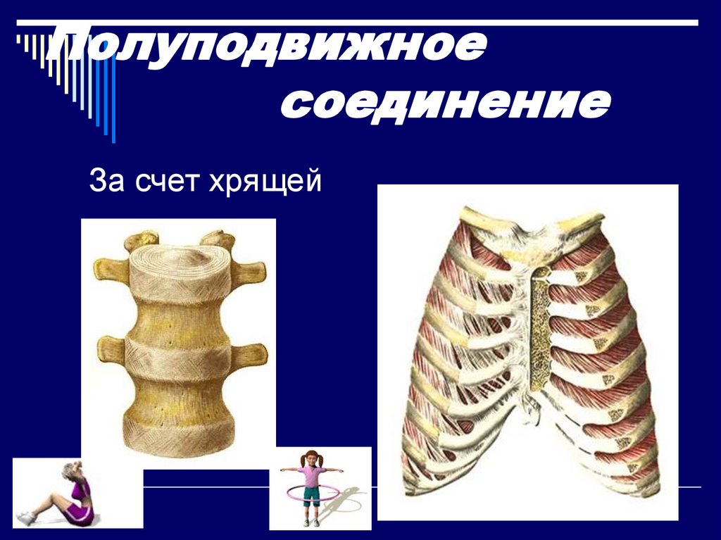 Полуподвижные кости скелета. Полуподвижное соединение. Ребра и Грудина подвижные или полуподвижные. Соединенные полуподвижные соединения. Ребра с позвонками соединены подвижно или полуподвижно.