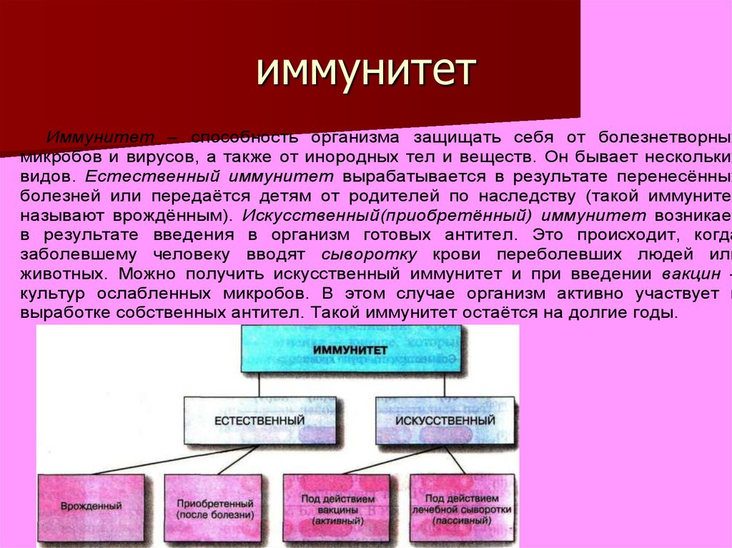 Иммунитет вырабатываемый у человека после вакцинации