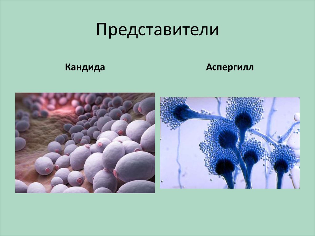 Образуется у растений ведущих паразитический образ жизни. Аспергилл одноклеточные грибы. Аспергиллы это представители. Аспергилл одноклеточный или многоклеточный. Аспергилл многоклеточный.