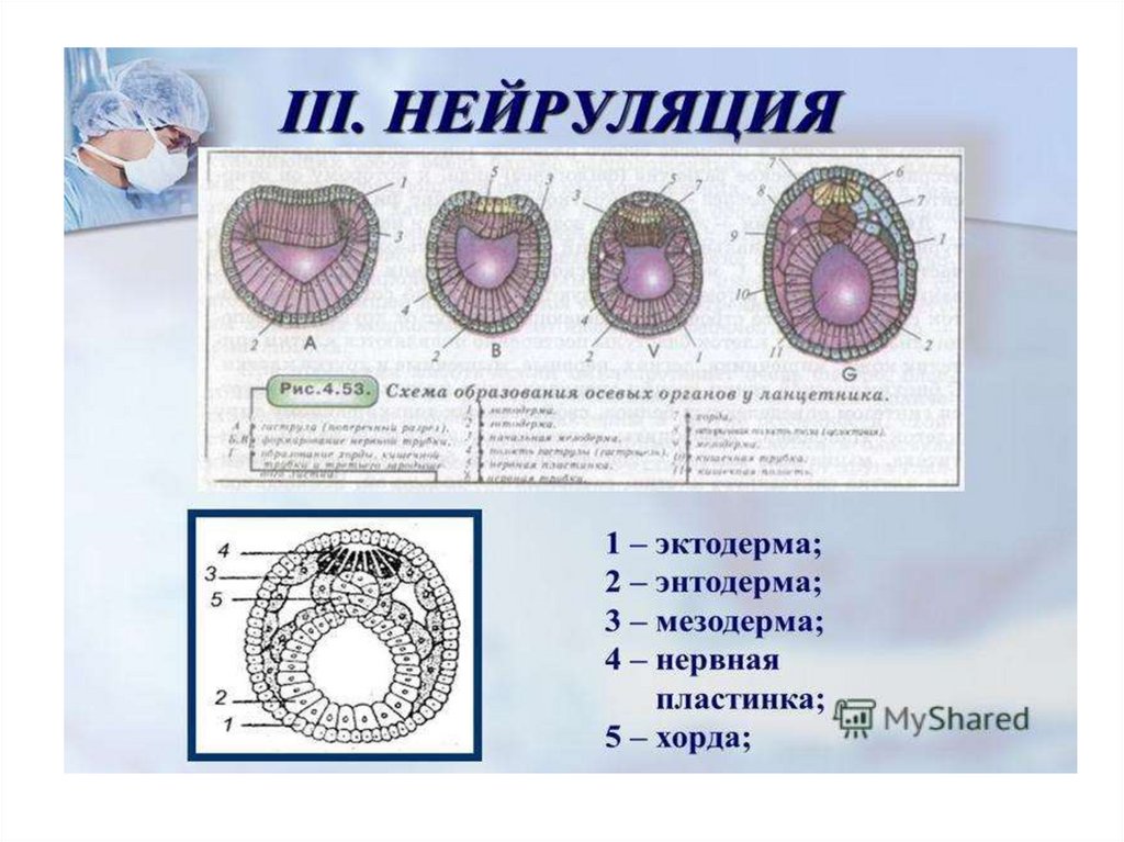 Кости развиваются из мезодермы