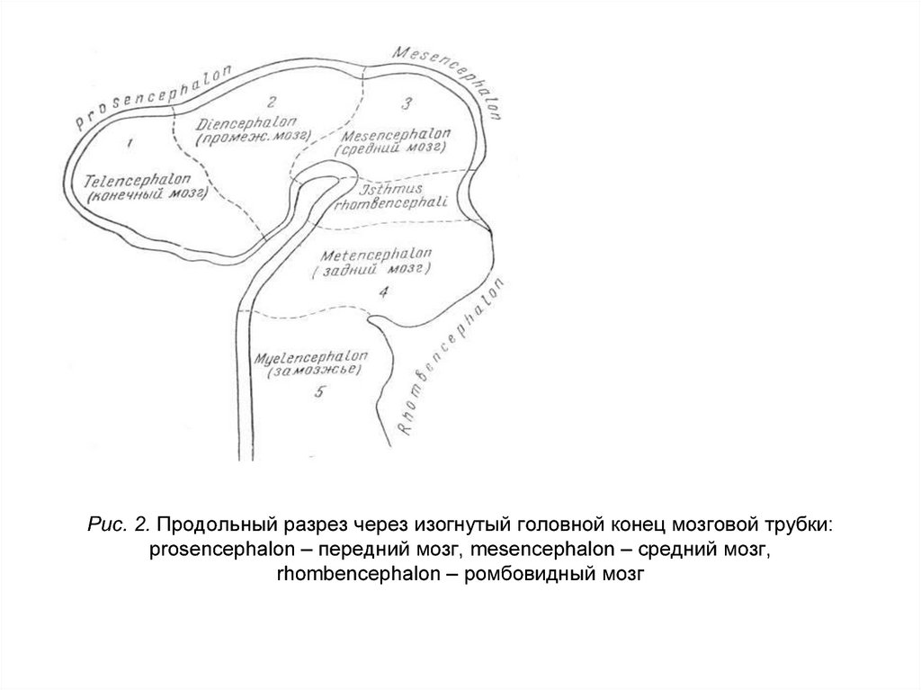 Рис. 2. Продольный разрез через изогнутый головной конец мозговой трубки: prosencephalon – передний мозг, mesencephalon –