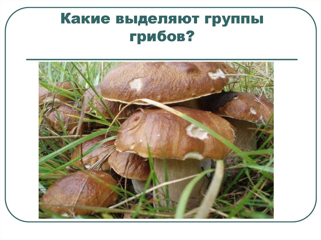 Какие группы грибов выделяют. Группы грибов. 15 Гр грибов. Лидер группы грибы. Слова группы грибы