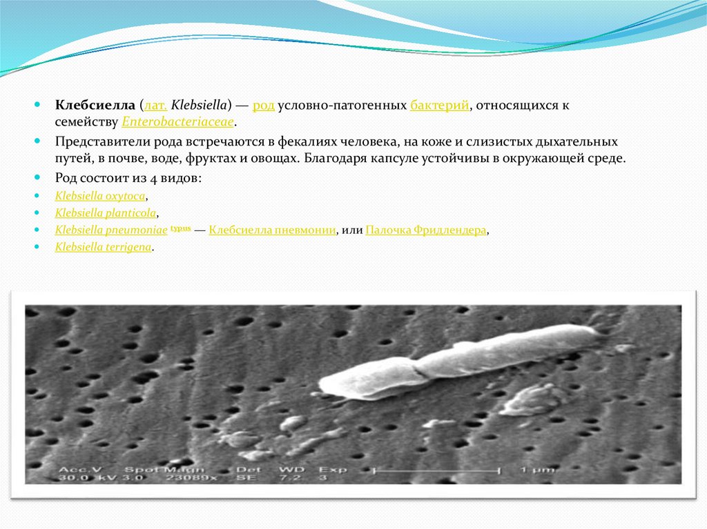 Klebsiella pneumoniae 10 5. Клебсиелла морфология. Klebsiella pneumoniae функциональная характеристика. Klebsiella pneumoniae свечи Вагинальные. Klebsiella pneumoniae в легких норма.