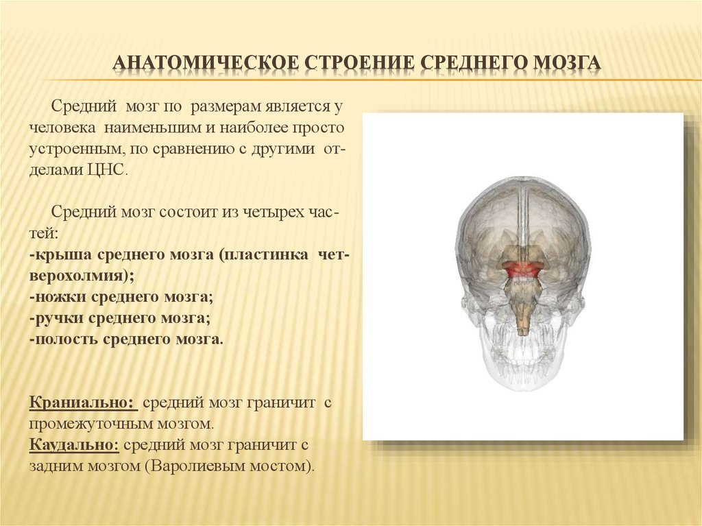 Особенности отдела среднего мозга