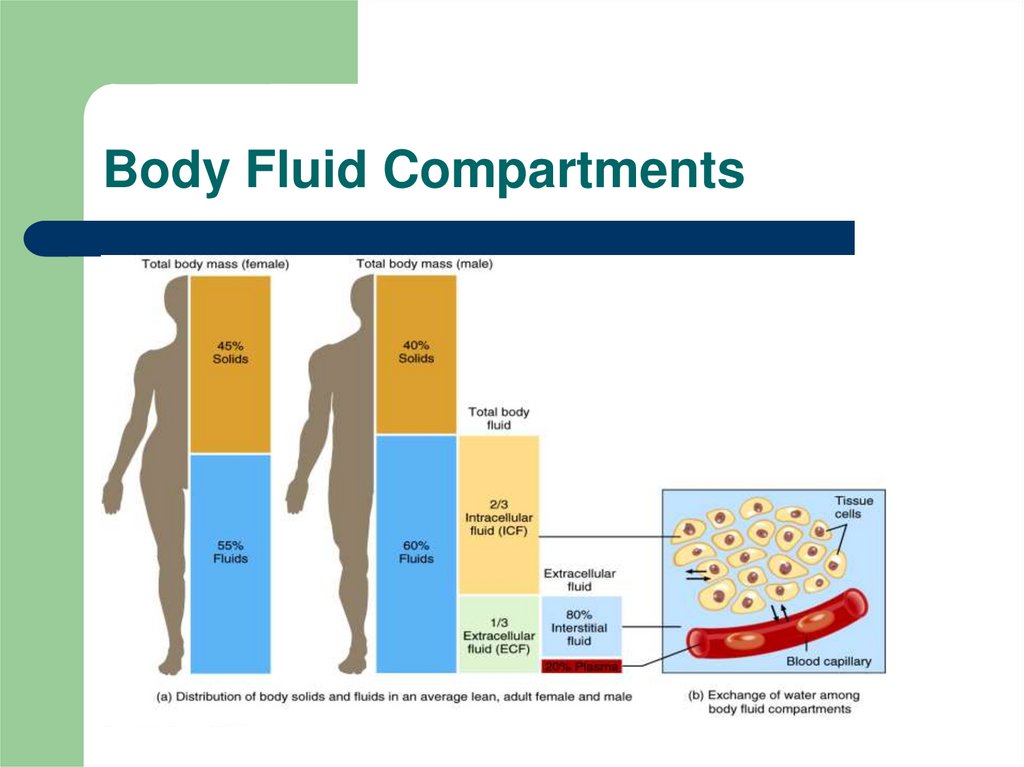 body fluid compartments and the percentages of each