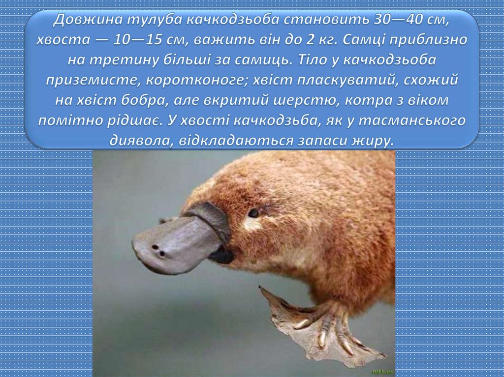 Довжина тулуба качкодзьоба становить 30—40 см, хвоста — 10—15 см, важить він до 2 кг. Самці приблизно на третину більші за