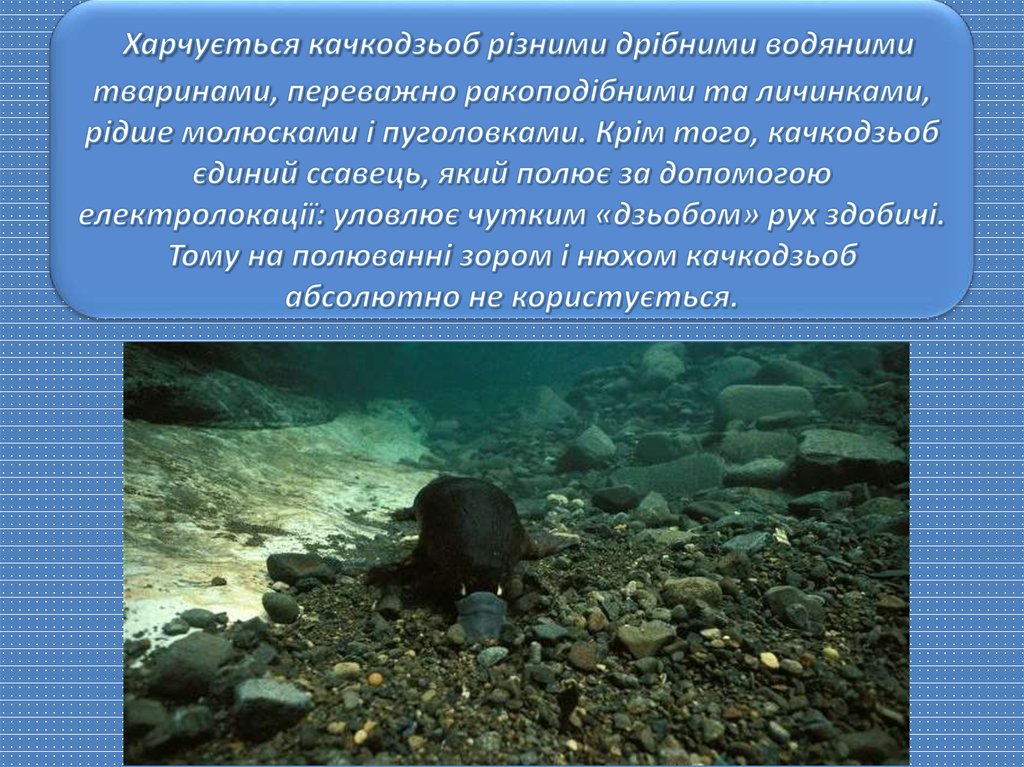 Харчується качкодзьоб різними дрібними водяними тваринами, переважно ракоподібними та личинками, рідше молюсками і пуголовками.