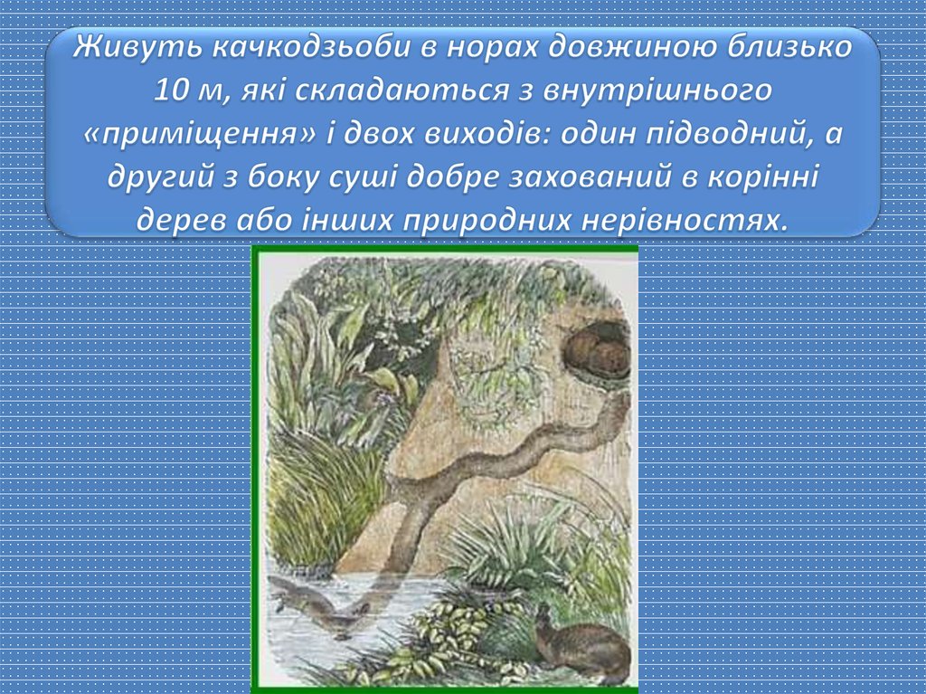 Живуть качкодзьоби в норах довжиною близько 10 м, які складаються з внутрішнього «приміщення» і двох виходів: один підводний, а