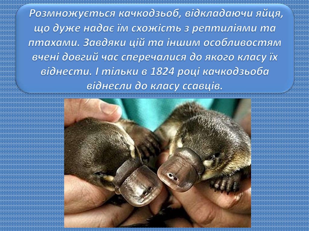 Розмножується качкодзьоб, відкладаючи яйця, що дуже надає їм схожість з рептиліями та птахами. Завдяки цій та іншим