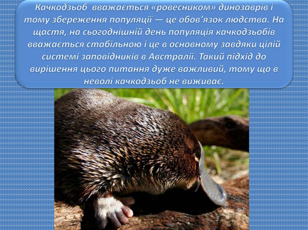 Качкодзьоб - таємнича тварина - презентация онлайн