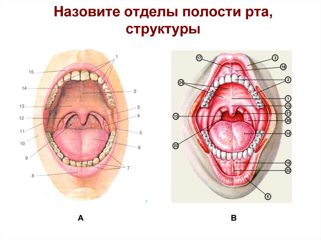 Анатомическая полости рта. Строение ротовой полостт.