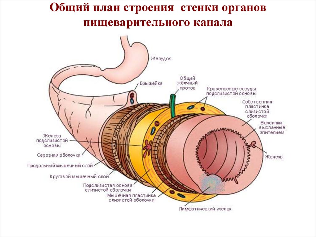 Реферат: Общий план строения стенки желудочно-кишечного тракта