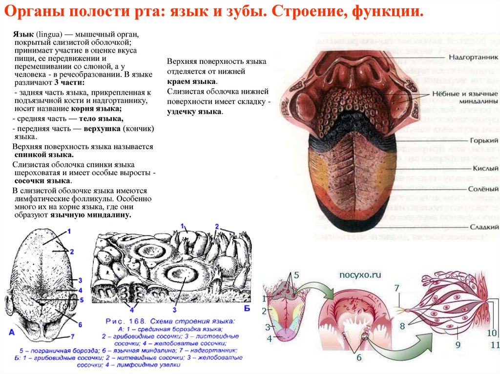 Полость рта язык зубы. Язык человека строение схема вид сбоку. Органы полости рта язык и зубы строение функции. Ротовая полость строение и функции анатомия. Функции полости рта анатомия.