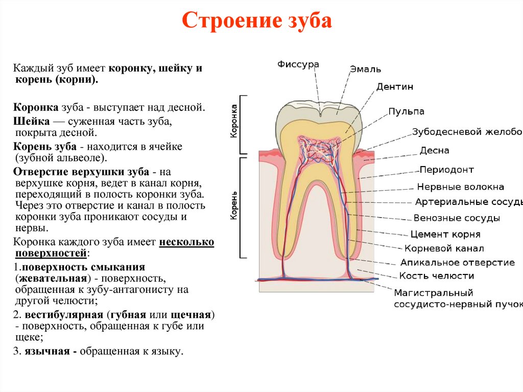 Из трех слоев верхний. Строение зубов коронка шейка. Анатомия зубов коронка шейка корень. Зубы строение и функции таблица. Зубы строение и функции.