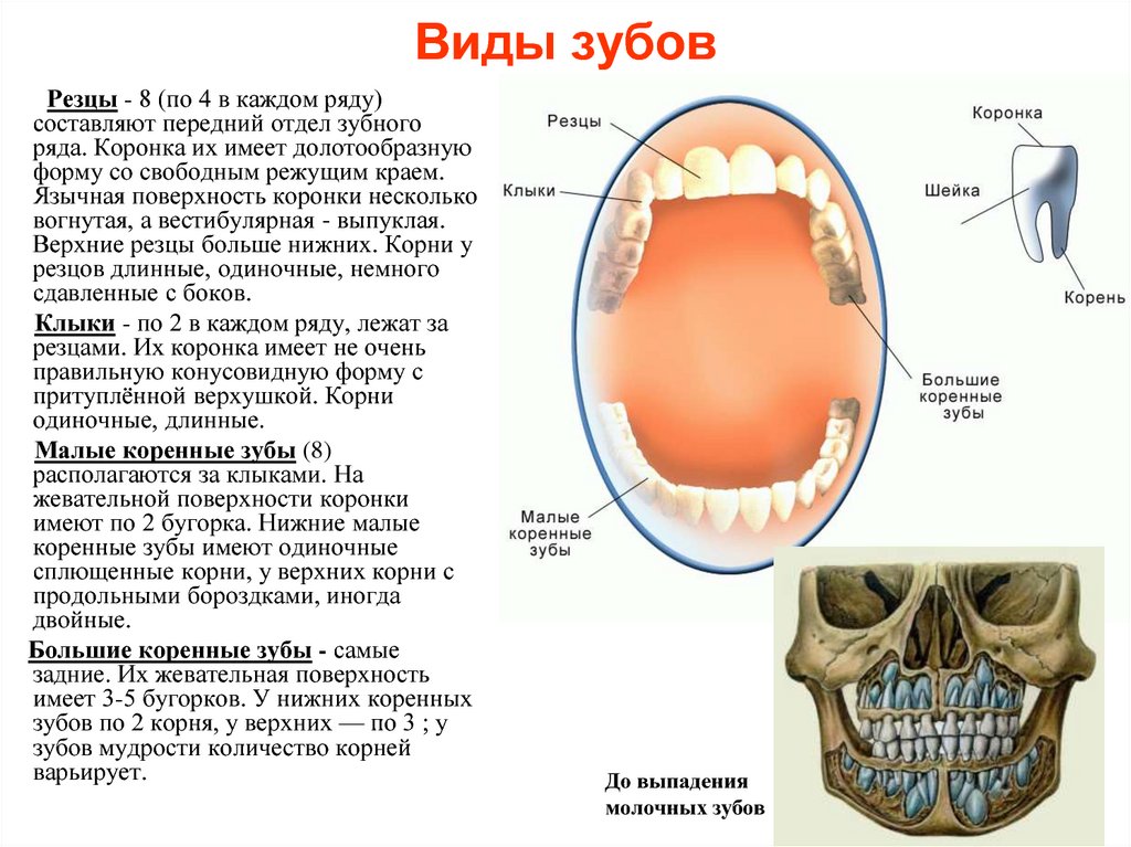 Большие резцы зубы. Малые коренные зубы функции. Зубы резцы клыки коренные функции. Внешнее строение коренных зубов. Резцы строение и функции.